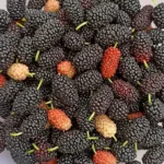 Freshly picked mulberries in various ripeness stages