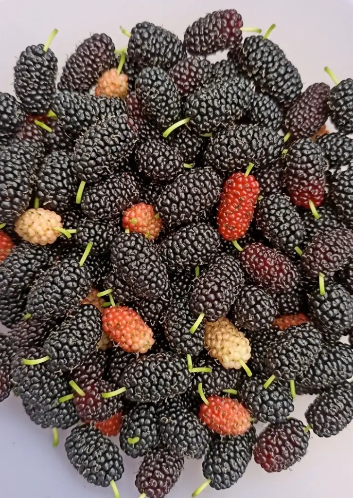 Freshly picked mulberries in various ripeness stages